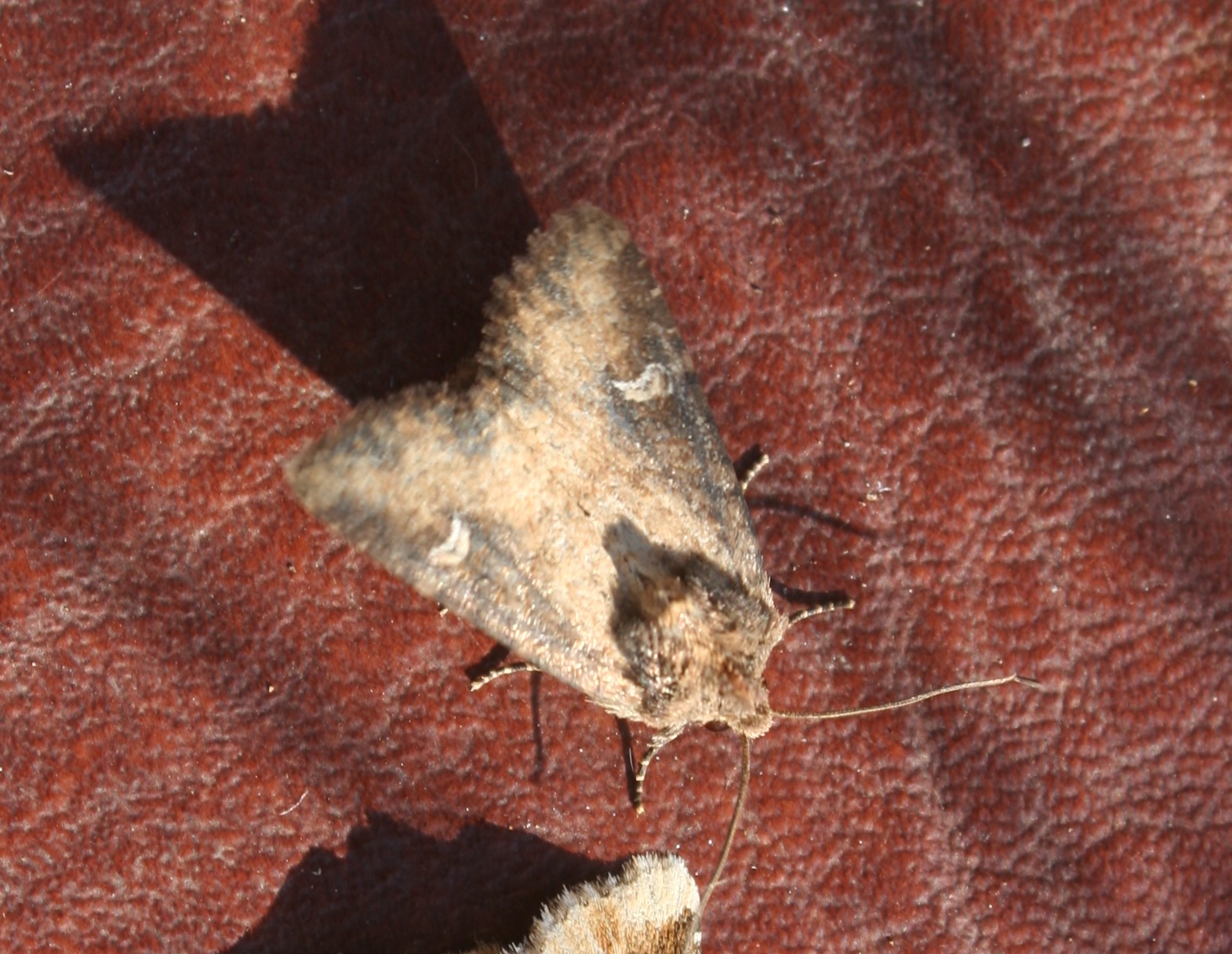 Photo of Common Rustic (Mesapamea secalis)